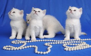 Британские короткошерстные котята (Серебристая шиншилла)