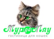 Гостиница для кошек в Нижнем Новгороде «Мур-Да-Мяу»